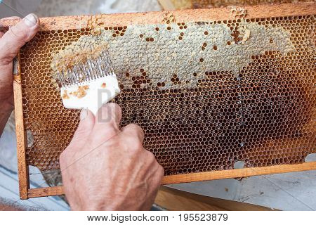 Honeycomb will open unwaxing fork beekeeper uncapped for harvest golden delicious honey. Close up