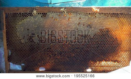 Bees honeycomb with honey and perga. Natural background