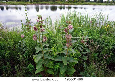 Common milkweed plants (Asclepias syriaca) bloom near a retention pond during June in Plainfield, Illinois.
