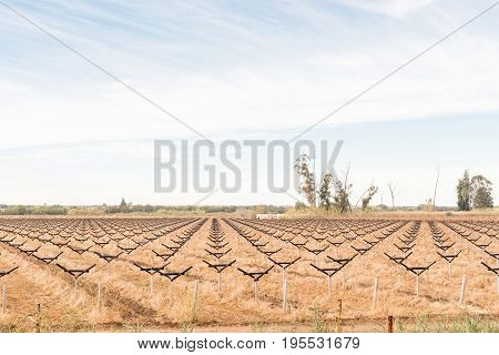 Trellises for a new vineyard being constructed on Kanoneiland an island in the Orange River near Upington in the Northern Cape Province