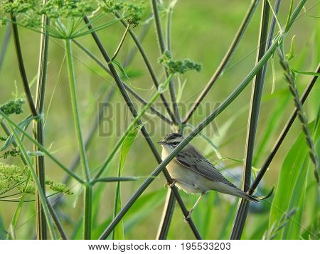 The sedge warbler (Acrocephalus schoenobaenus). Beautiful bird in its natural habitat.  The beauty of nature. European animals. Wild animals. Ornithology.