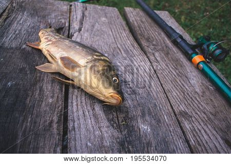 Fresh river fish carp on a wooden background