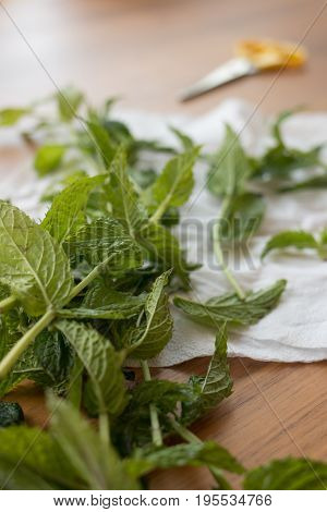 Mint sprigs on a wooden table. Mint sprigs on a wooden table. Aromatic mint on a wooden background.