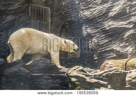 portrait of large white bear on ice in the zoo