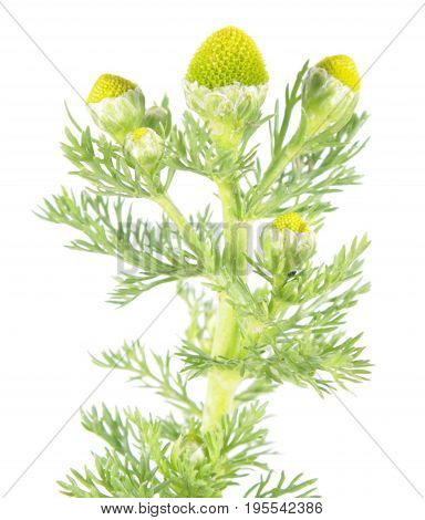 Pineappleweed (Matricaria discoidea) isolated on white background. Medicinal plant