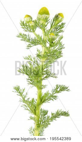 Pineappleweed (Matricaria discoidea) isolated on white background. Medicinal plant