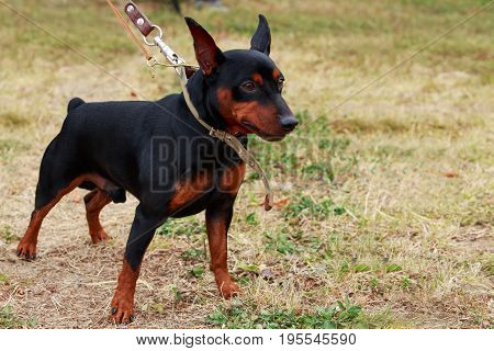 Dog breeds mini pinscher in autumn on green grass