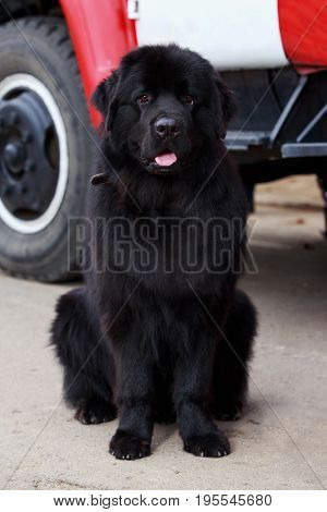 The dog breed Newfoundland sitting on outdoors