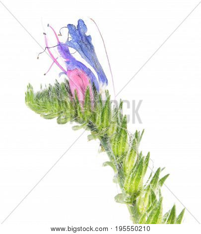 Blueweed or viper's bugloss (Echium vulgare) isolated on white background. Medicinal plant