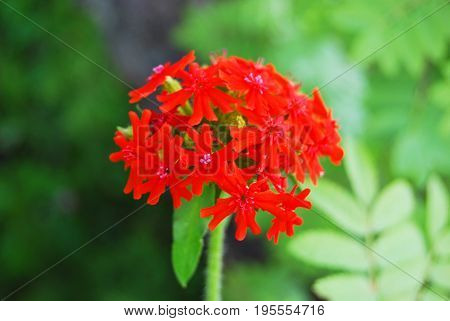 Flower Lychnis, bright red, clove family, found in the woods