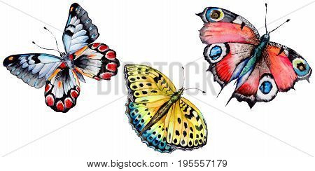 Exotic butterfly wild insect in a watercolor style isolated. Full name of the insect: butterfly. Aquarelle wild insect for background, texture, wrapper pattern or tattoo.