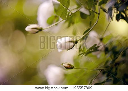 Dogrose flowers bud on a branch in the summer.