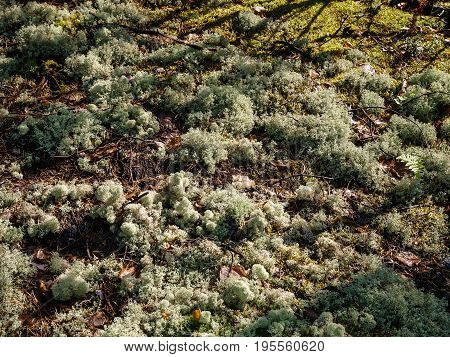 Moss patch on scandinavian pine forest soil