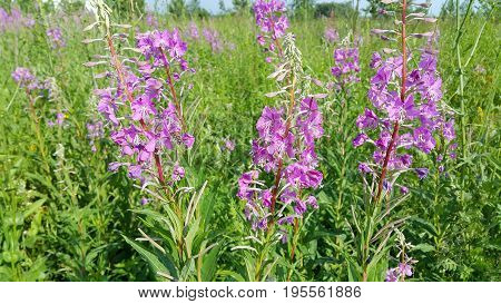 Beautiful Willow-herb on field. Epilobium Angustifolium. blooming sally (Epilobium angustifolium). Purple Alpine Fireweed. epilobium flower