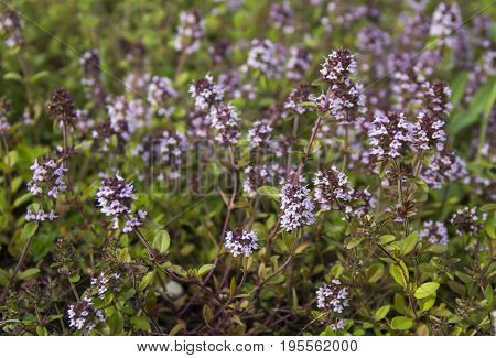 Bssoming thyme in a field. One of several species of culinary and medicinal herbs of the genus Thymus, most commonly Thymus vulgaris