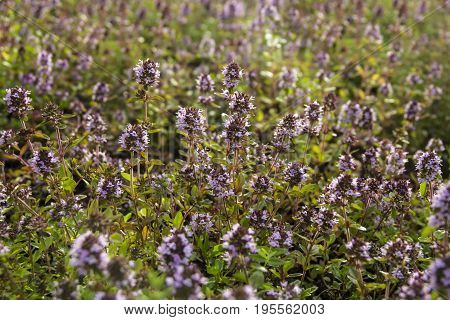 Bssoming thyme in a field. One of several species of culinary and medicinal herbs of the genus Thymus, most commonly Thymus vulgaris