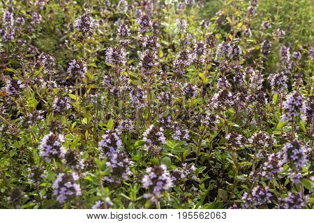 Bssoming thyme in a field. One of several species of culinary and medicinal herbs of the genus Thymus, most commonly Thymus vulgaris