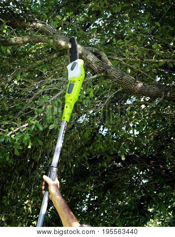 Man is cutting tree branches with a pole chain saw