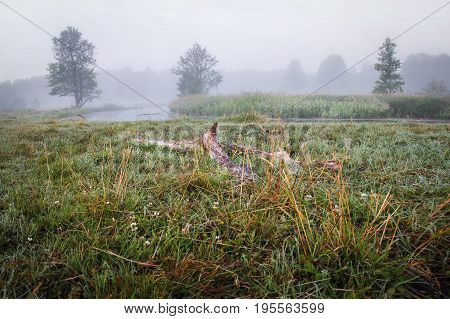 Landscape of nature in early autumn cloudy foggy morning. Sad autumn landscape bad weather. Cold autumn morning.