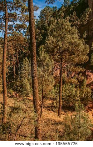 View of ocher land and trees in the park 