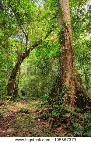 Small footpath in lush rainforest Borneo Malaysia