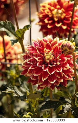 Pink And White Dahlia Flower