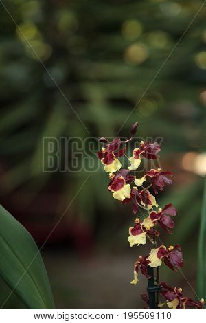Yellow And Maroon Oncidium Orchid Hybrid Flowers