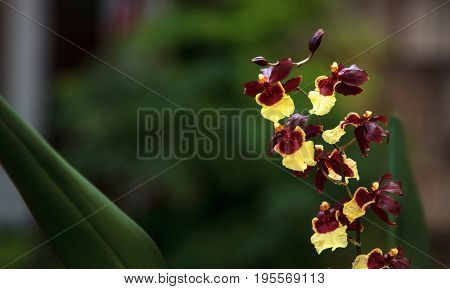 Yellow And Maroon Oncidium Orchid Hybrid Flowers