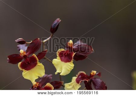 Yellow And Maroon Oncidium Orchid Hybrid Flowers