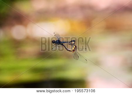 The Indothemis carnatica dragonflies in tandem over river