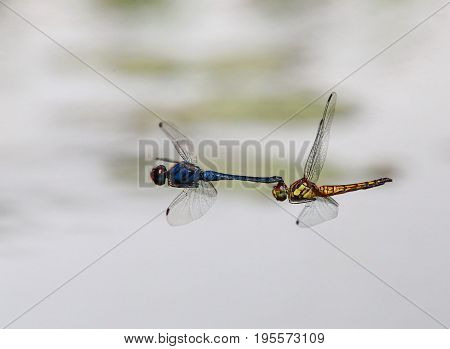 The Indothemis carnatica dragonflies in tandem over river