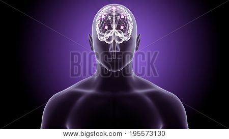 3d illustration of human body organ(brain anatomy)