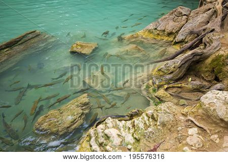 Neolissochilus stracheyi fish in Level 2 of Erawan Waterfall Kanchanaburi Province Thailand