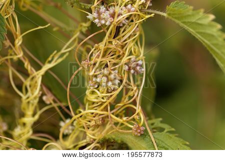 Flowers of a greater dodder Cuscuta europaea a parasitic plant from Europe.