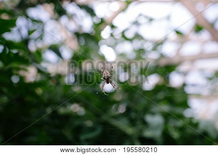 Wasp spider on the web, top view.
