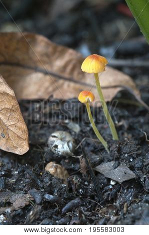 Mushrooms (Mycena oregonensis) on a soil in a green moss