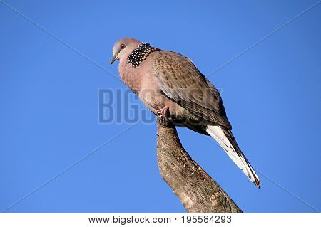 Pigeon bird perched on a tree branch against a blue sky close-up