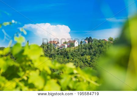 Vineyard in Daruvar region, Croatia, countryside landscape, view through the vineyard leafs, selective focus