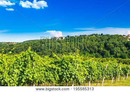 Green countryside landscape, hills and vineyards in Daruvar region, Croatia