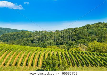 Green countryside landscape, hills and vineyards in Daruvar region, Croatia