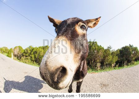 funny donkey looking at the camera, Cyprus, Karpaz National Park Wild Donkey Protection Area