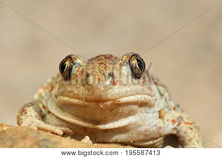 portrait of cute spadefoot toad looking at the camera ( Pelobates fuscus )