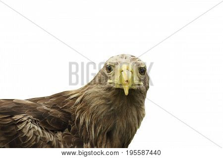 portrait of white tailed eagle isolated over white background ( Haliaeetus albicilla )