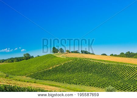 Beautiful green countryside landscape, vineyard in Daruvar region, Croatia
