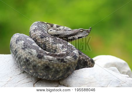 VIpera ammodytes basking on a rock ( long nosed viper the most dangerous widespread european snake )