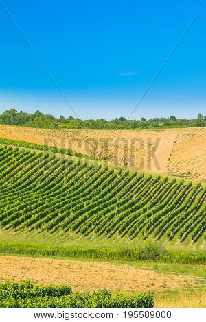 Beautiful green countryside landscape, vineyard in Daruvar region, Croatia