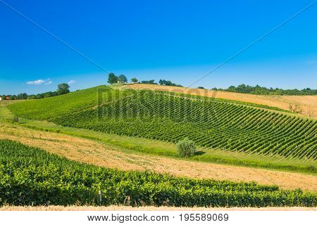 Beautiful green countryside landscape, vineyard in Daruvar region, Croatia