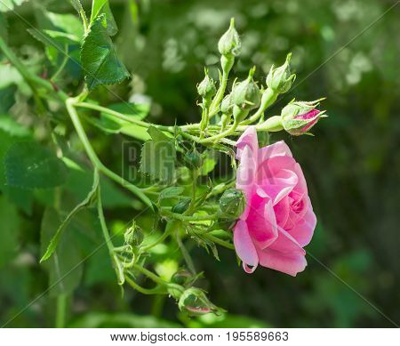 Branch with one pink flower and several buds of the Bourbon rose on the blurred background of a rose bush
