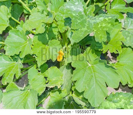 Background of the fragment of the dark green zucchini with fruits on a field
