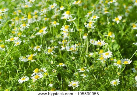 Flowering wild chamomiles on the meadow closeup